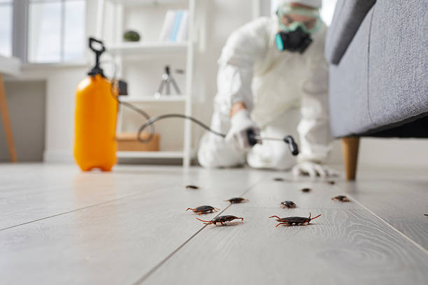 Trusted Cockroach Control service in Elkhart Lake, WI - Nex Pest Control